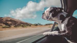 How to Travel Safely With Your Pet